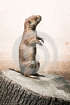 Offended animal. European ground squirrel