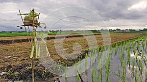 Offering for Dewi Sri as the goddess of rice and prosperity.  Paddy field landscape background