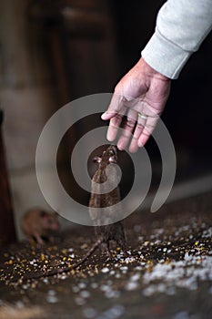 Offering food for holy rats at famous Karni Mata Temple in Deshnoke, Rajasthan state of India. It is also known as the Temple of