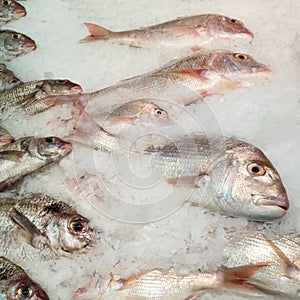 Offering of fresh fish chilled with crushed ice