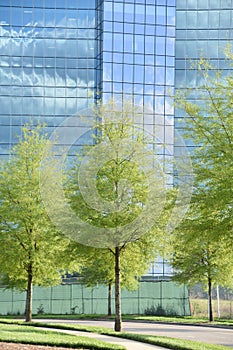 Office Building of Blue Glass, Tree Lined Sidewalk