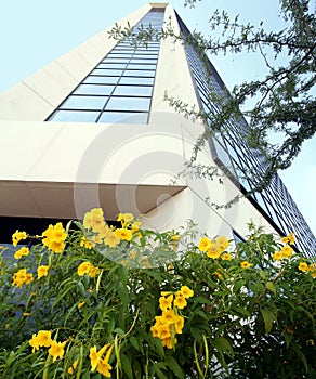 An Office Building with Yellow Flowers