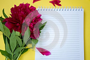 Beautiful blooming burgundy peony and a notebook, office, business concept, spring flowers, copy space, flower - yellow background