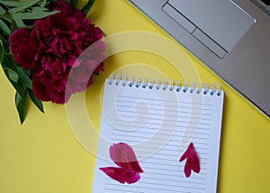 Beautiful blooming burgundy peony , notebook and a lap top, office, business concept, spring flowers, copy space