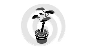 Office flower icon animation