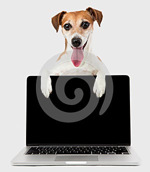 Office manager dog with black screen laptop computer