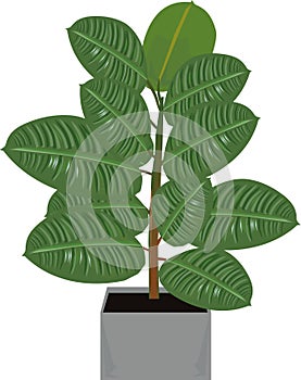 Office Plant 06