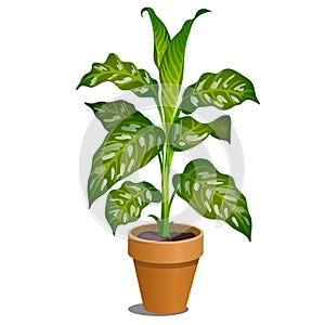 Office potted dieffenbachia tree isolated on white background. Ornamental poisonous plant. Vector cartoon close-up