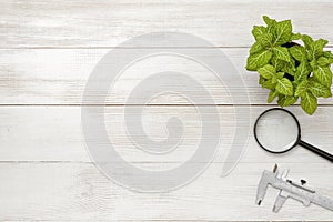 Office workplace with green houseplant, calipers and magnifier