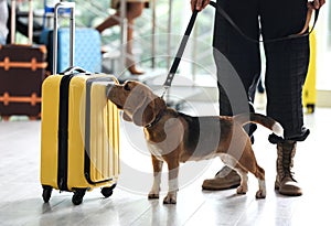 Officer with dog checking suitcase in airport. Luggage inspection