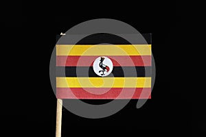 A official flag of Uganda on toothpick and on black background. Flag contain national animal and background are in red, yellow and