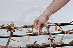 Officials are using a webbing to bind the steel structure to the staghorn coral is a method of restoring coral reefs for marine photo