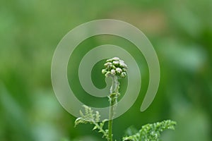 Officinal herbs photo