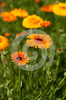 Officinal Plant Flower Calendula Grow In Sunny Garden. photo