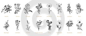 Officinalis plants sketches in vector, herbs set.