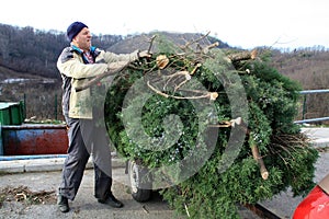 Offload of car trailor full of branches