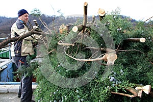 Offload of car trailor full of branches in a dump