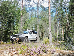 Offroad adventure on Toyota in the forests of Karelia