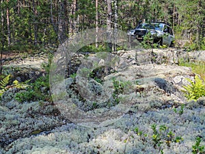 Offroad adventure on Toyota in the forests of Karelia