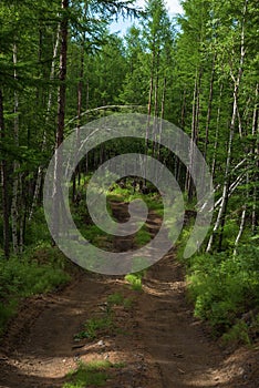 Offroad tracks in a deep wild forest