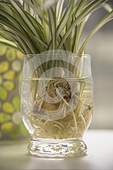 Offshoots of a spider plant in a glass