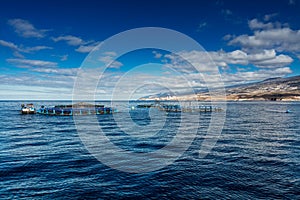 Offshore fish farms clustered around the west coast of Tenerife, Spain. Sea bass and common bream are cultured in these breeding c