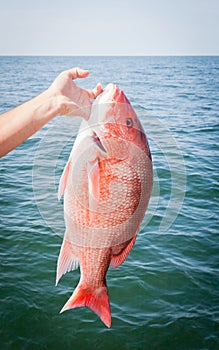 Offshore Sport Fishing: Red Snapper