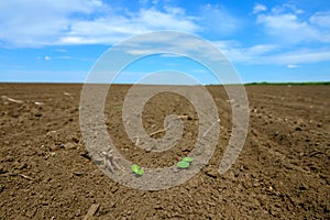Offsprings in ploughed field photo