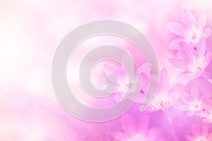 Oft rain lilly flower in pink pastel tone sweet background