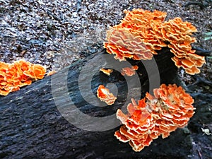 A blossom of orange mushrooms on a log in Ohio - USA photo