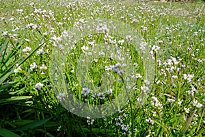 Tanetsut kebana which is often seen as weeds in the field paddy field. photo