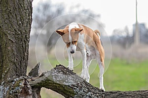 Ãâog looking down while standing on a broken tree branch