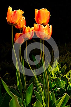 Ogange tulips flowers on sun light