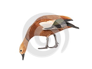 Ogar red duck isolated on white