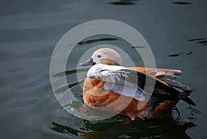 Ogar, or red duck Latin Tadorna ferruginea â€” a waterfowl of family duck, related to a peganka.