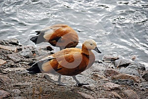 Ogar, or red duck Latin Tadorna ferruginea â€” a waterfowl of family duck, related to a peganka.