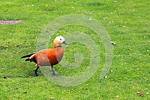 Ogar, red duck, Tadorna ferruginea sits on lawn in spring, summer, nature background. Bird on a farm in the village, wildlife,