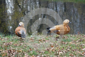 Ogar or red duck is a waterfowl of the duck family. photo