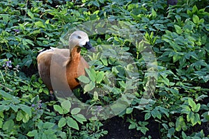 Ogar Tadorna ferruginea or red duck