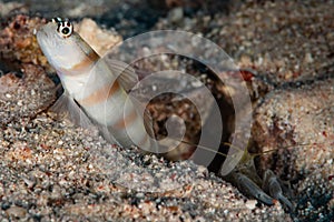 ogasawara shrimpgoby goby fish with commensal shrimp