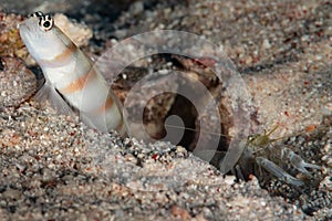 ogasawara shrimpgoby goby fish with commensal shrimp photo