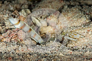 ogasawara shrimpgoby goby fish with commensal shrimp