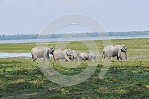A herd of Asian Elephants in Kaziranga photo