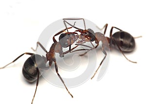   miláčik! dve mravce 