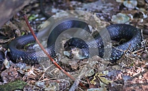 Oh - nonpoisonous snake.