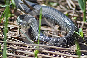 Oh - nonpoisonous snake.