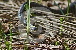 Oh - nonpoisonous snake.