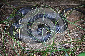 Oh - nonpoisonous snake.