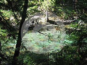 Ohanapecosh Hot Springs Trail in Mount Rainier National Park