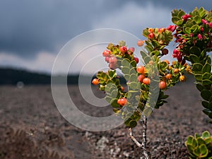 Ohelo Berry, Vaccinium reticulatum, growing on lava